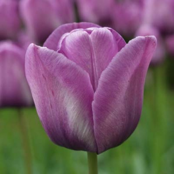 Tulipa Enkel Laat Bleu Aimable